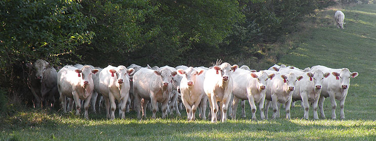  2012 bred heifers 