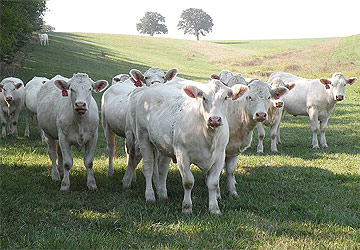  2012 bred heifers 