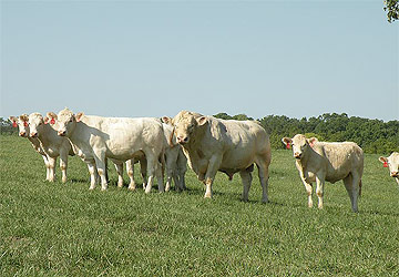  2012 bred heifers 