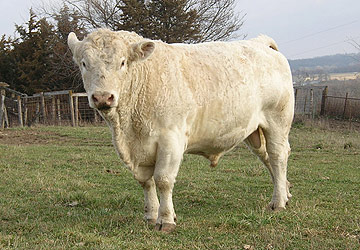  EASE - the sire we use on our bred heifers 